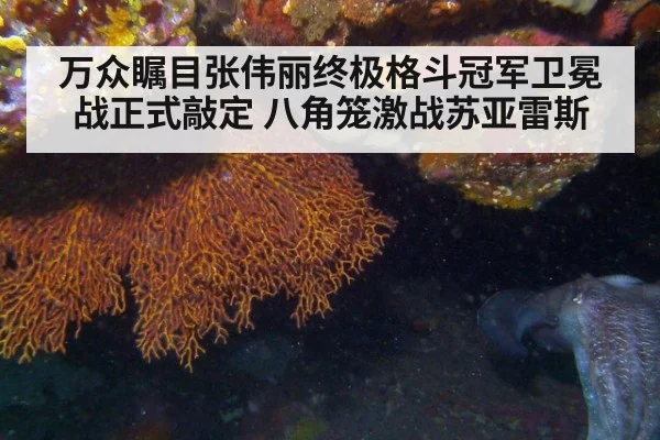 万众瞩目张伟丽终极格斗冠军卫冕战正式敲定 八角笼激战苏亚雷斯